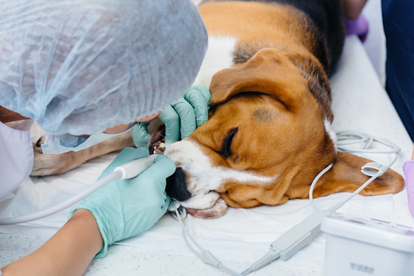 image for The Hidden Dangers of Anesthesia-Free Dental Cleanings for Pets